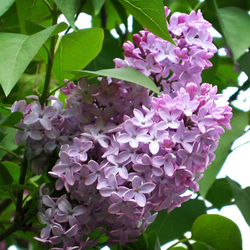 TriStar Plants - Common Lilac, 1 Gallon - Trade Pot - Established Roots, Healthy Flowering Shrub, Purple Flowers, Syringa Vulgaris TriStar Plants - Common Lilac, 1 Gallon - Trade Pot - Established Roots, Healthy Flowering Shrub, Purple Flowers, Syringa Vulgaris
