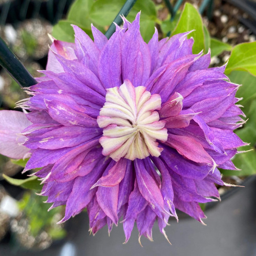 Clematis Diamantina - Live Plant in a 3.5 Inch Grower's Pot - Clematis Connoisseur Collection - Starter Plants Ready for The Garden - Rare Clematis for Collectors