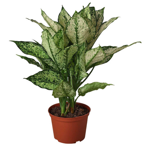 Chinese Evergreen First Diamond Live Plant for Indoor | Different Houseplants in 4'' & 6'' Pot | Real House Plant Decor for Living Room, Office, Desk & Bathroom | Siam Snow White | Aglaonema