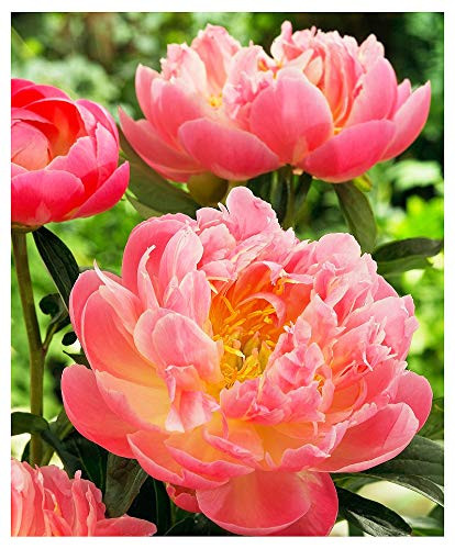 Pink Hawaiian Coral Peony - Semi Double Coral Peony - Large Bare Root 3-5 Eyes
