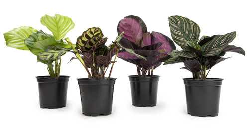 Calathea Prayer Plants Live House Plants Kit (4 PK), Calathea Plant Live Indoor Plants Live Houseplants, Live House Plants Indoors Live Plants Indoor, Live Indoor House Plants Live by Plants for Pets Calathea Prayer Plants Live House Plants Kit (4 PK), Calathea Plant Live Indoor Plants Live Houseplants, Live House Plants Indoors Live Plants Indoor, Live Indoor House Plants Live by Plants for Pets