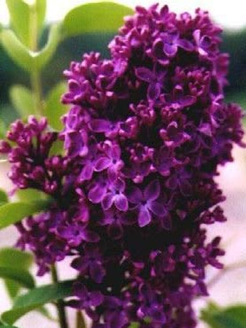 Monge Lilac, Starter Potted Plant, Dark Purple/Red Flowers, Great as a Accent Plant, Shrub, Border Starter Plant, in Dormancy Monge Lilac, Starter Potted Plant, Dark Purple/Red Flowers, Great as a Accent Plant, Shrub, Border Starter Plant, in Dormancy