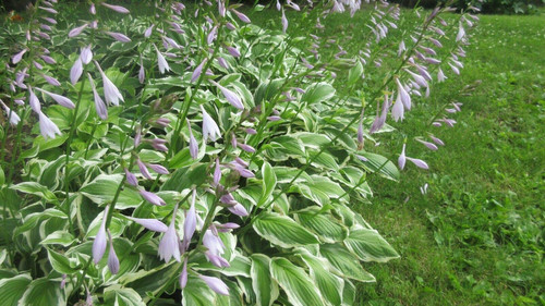 10 Live Bare Root Ready to Plant Hosta Plants Green and White Variegated Hostas