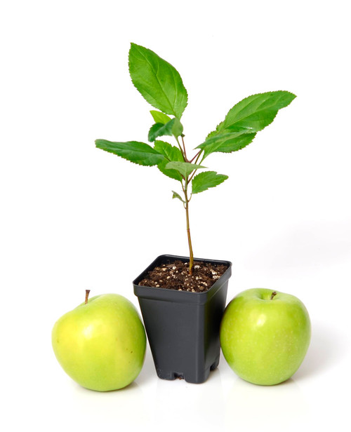 Granny Smith Apple Tree Starter Plant. Malus domestica. 3" - 5"