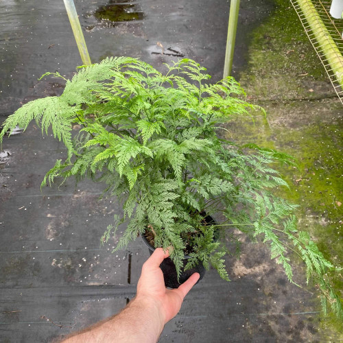 Deer Foot Fern - Live Plant in a 6 Inch Pot - Davallia - Rare and Exotic Ferns from Florida Deer Foot Fern - Live Plant in a 6 Inch Pot - Davallia - Rare and Exotic Ferns from Florida