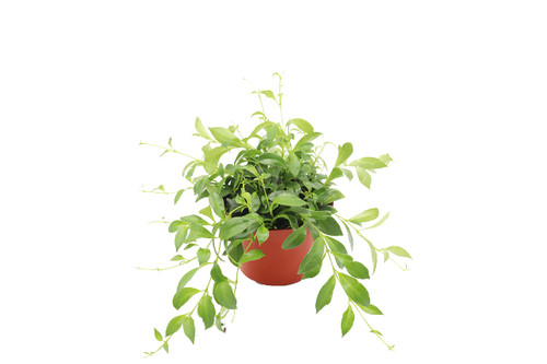 Purple Star (Lipstick Plant) - 6'' from California Tropicals