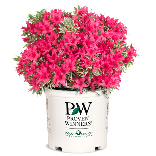 Proven Winner Bollywood Azalea, 2 Gallon, Neon red-to-Pink Blooms