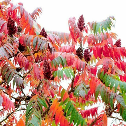 Sumac Tree Rhus Typhina Plant 1 to 2 Feet