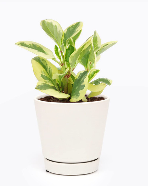 Variegated Baby Rubber Plant - Peperomia Obtusifolia Variegata (4" White Minimalist Pot with Saucer) - Easy to Grow Houseplant - Live Healthy Houseplant for Home Office Decoration