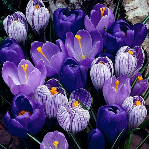 Votaniki Blue Moon Crocus Mixed - Long Blooming & Attracts Pollinators & Perennial | Dutch Crocus Blue Moon Bulbs Ready to Plant | Low Maintenance Crocus (50 Pack)