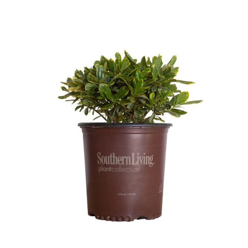 Mojo Pittosporum (2 Gallon) Dwarf Evergreen Shrub with Green and White Variegated Foliage - Part Sun to Shade Live Outdoor Plant - Southern Living Plants
