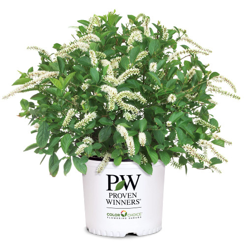 Proven Winner Sweetspire Scentlandia Itea, 2 Gallon, White Blooms