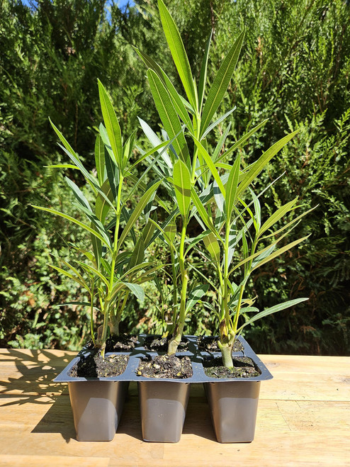 Oleander Nerium Red, 6 Live Plants, Jannoch Oleander,