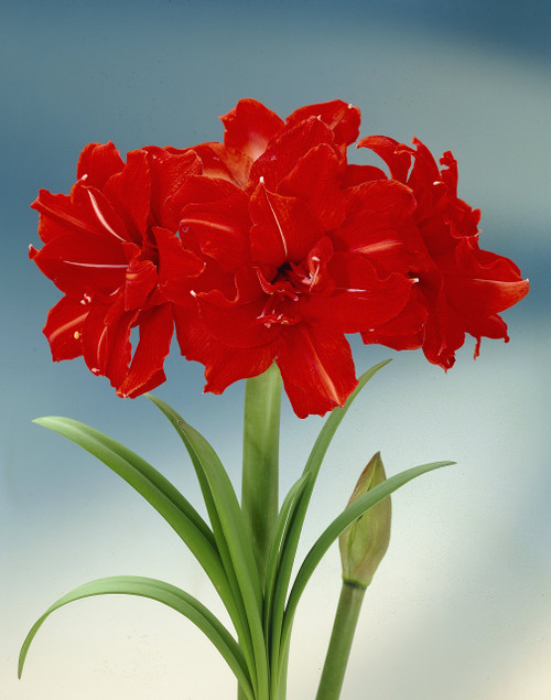 Bloomsz Amaryllis Red Peacock Plant, 26/28cm