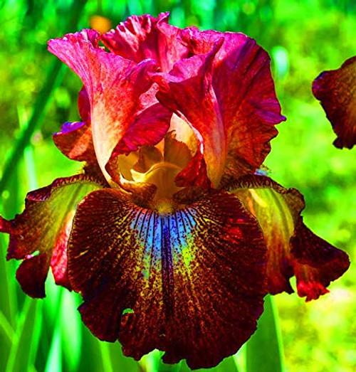 Paprika Foko's Bearded Iris, Red Flowering Plant, Root Start, Rhizome, Bulb, Simply Beautiful Flowering Perennial Paprika Foko's Bearded Iris, Red Flowering Plant, Root Start, Rhizome, Bulb, Simply Beautiful Flowering Perennial