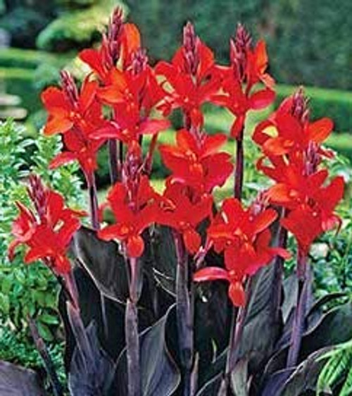 (2) Canna Black Knight Roots, Tubers, Rhizomes, Plants, Flower, SeedsBulbsPlants&More (2) Canna Black Knight Roots, Tubers, Rhizomes, Plants, Flower, SeedsBulbsPlants&More
