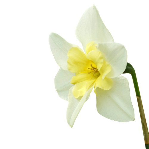 Easy to Grow Narcissus Daffodil 'Bella Estrella' Plant Bulbs (30 Pack) - Fragrant White & Yellow Flowering Blooms in Spring Gardens Easy to Grow Narcissus Daffodil 'Bella Estrella' Plant Bulbs (30 Pack) - Fragrant White & Yellow Flowering Blooms in Spring Gardens