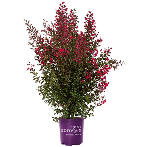 First Edition Crape Myrtle Ruffled Magic Crape Myrtle, 3 Gallon, Red Blooms