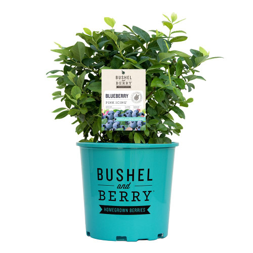 2 Gallon Bushel and Berry Pink Icing Blueberry Plant