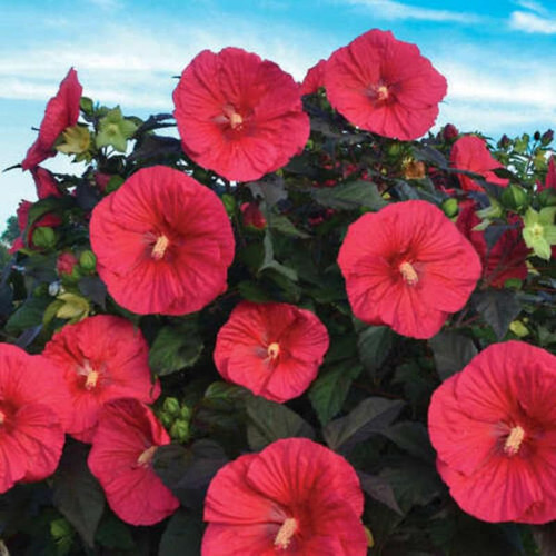 Hardy Hibiscus Bush Plant Live for Planting Outdoors, Perennial Flower Garden, Well Rooted Flower Bush Tall Plant
