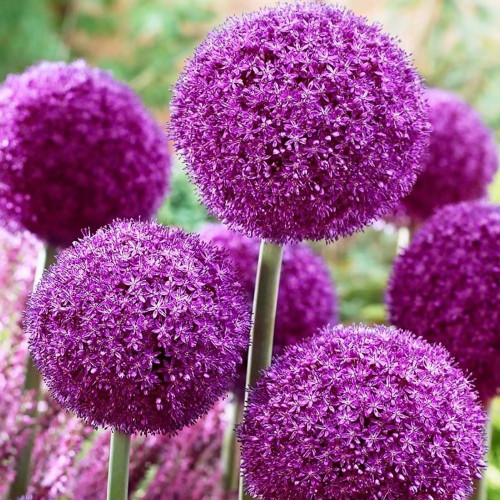Giant Purple Allium Bulbs for Spring Planting Outdoors Perennial Flowering Bulb Garden Plant (8 Bulbs)