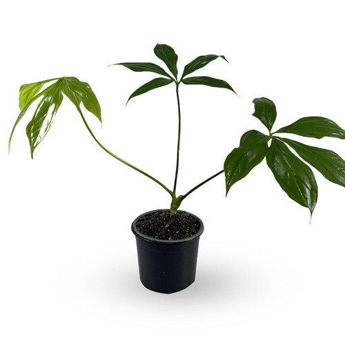 Anthurium Clavigerum by LEAL PLANTS ECUADOR Live Plants| Green Live House Plant for Indoors|Rare and Exotic Indoor Plants for Living Room|Anthuriums Live Plants |Clavigerum Heart Plant Anthurium Clavigerum by LEAL PLANTS ECUADOR Live Plants| Green Live House Plant for Indoors|Rare and Exotic Indoor Plants for Living Room|Anthuriums Live Plants |Clavigerum Heart Plant