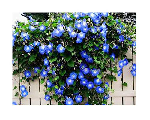 250 Heavenly Blue Morning Glory Blooming Vine Seeds - Wonderful Climbing Heirloom Vine - Morning Glory Non GMO and Neonicotinoid Seed