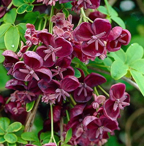 Akebia Quinata,Chocolate Vine Potted Plant, Great as a Accent Plant, Starter Plant Akebia Quinata,Chocolate Vine Potted Plant, Great as a Accent Plant, Starter Plant