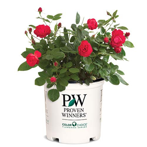 Proven Winner Double Rose, 2 Gallon, Large Red Blooms with Lustrous Green Foliage (Double Red) Proven Winner Double Rose, 2 Gallon, Large Red Blooms with Lustrous Green Foliage (Double Red)