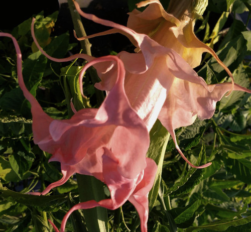 DALENS Amour Brugmansia Angels Trumpet Tropical Live Plant Fancy Triple Flower Within Flower Pink Peach Yellow Starter Size 4 Inch Pot Emeralds TM DALENS Amour Brugmansia Angels Trumpet Tropical Live Plant Fancy Triple Flower Within Flower Pink Peach Yellow Starter Size 4 Inch Pot Emeralds TM