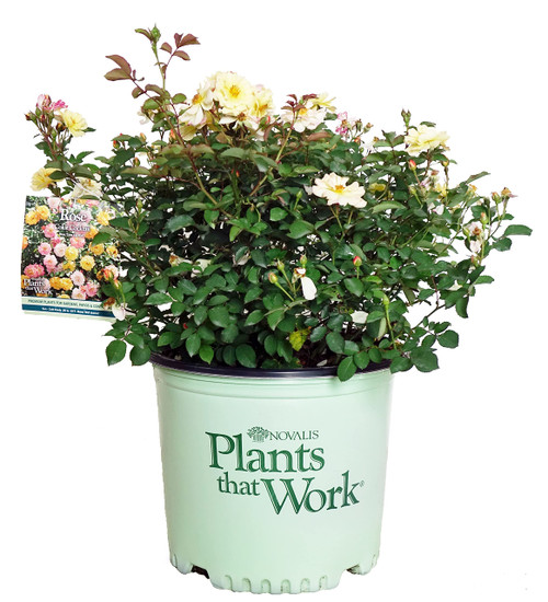 Live plant from Green Promise Farms Rosa Color Cocktail (Shrub Rose, 3-Size Container, Pink/Yellow Flowers