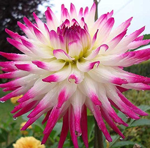 (2) Hayley Jane Cactus Dahlias, Spectacular Flowering Blooming Sized Roots/bulbs/plants (2) Hayley Jane Cactus Dahlias, Spectacular Flowering Blooming Sized Roots/bulbs/plants