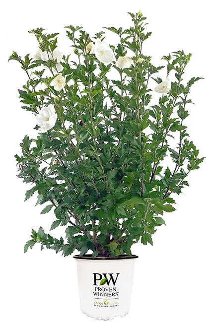 Proven Winners - Hibiscus syriacus White Chiffon (Rose of Sharon) Shrub, White Flowers, 3 - Size Container Proven Winners - Hibiscus syriacus White Chiffon (Rose of Sharon) Shrub, White Flowers, 3 - Size Container