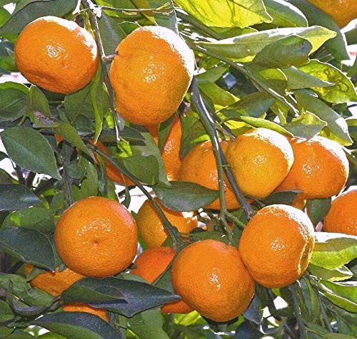 Live Plant Satsuma Fruit Tree Real Live Plant Citrus 3"6"Seedling Mandarin Tangerine Orange Get 1#Nll01yn