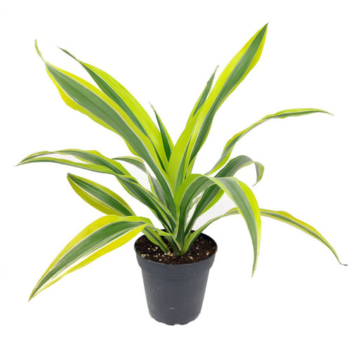 Dracaena Lemon Lime (3 Plants in 6" Grower Pot) - Air-Purifying Bright Light houseplant - Easy to Care Houseplant Decoration for Office and Apartment Dracaena Lemon Lime (3 Plants in 6" Grower Pot) - Air-Purifying Bright Light houseplant - Easy to Care Houseplant Decoration for Office and Apartment