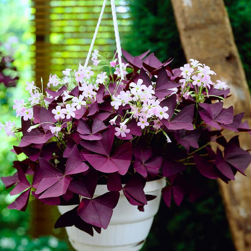 Oxalis Triangularis Live Plant, Purple Shamrock Plants for Planting in 3.5 Inches Pot
