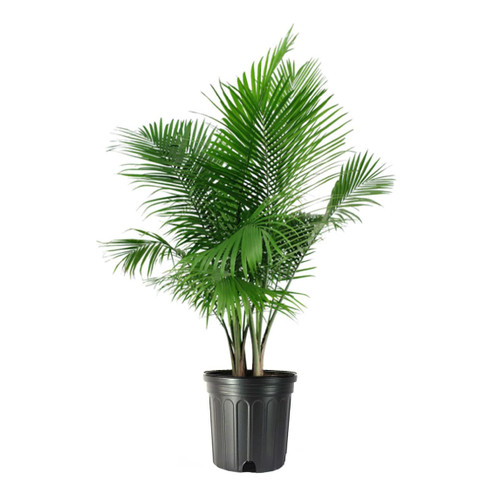 American Plant Exchange Majestic Palm - Tropical Elegance, Large Fronds,Perfect Indoor Statement Plant and Patio Decor