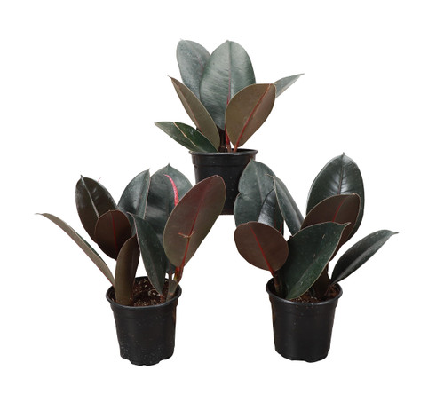 Thorsen's Greenhouse Ficus elastica, 3 Pack, Live Indoor Plants, Burgundy Rubber Plant, Plastic Growers Pot, 4" Diameter