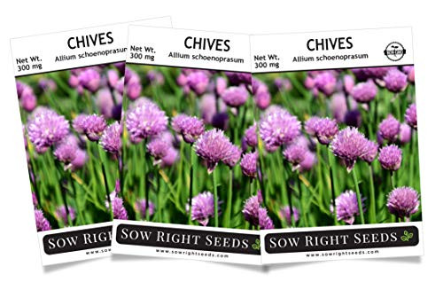 Sow Right Seeds - Chives Seed for Planting - Non-GMO Heirloom Seeds with Full Instructions for Planting an Easy to Grow Kitchen Garden, Indoor or Outdoor; Great Gift (3 Packets)