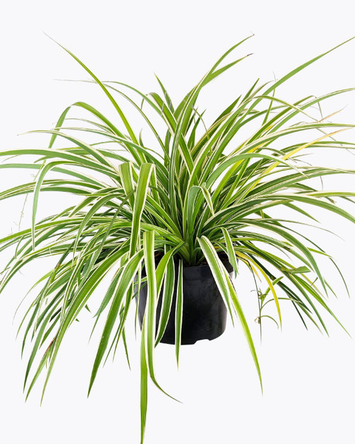 Spider Plant (6" Grower Pot) - Chlorophytum comosum - Air-Purifying Houseplants - Easy to Grow, Easy to Care Houseplant for Beginners - Live Healthy Houseplant for Home Office Decoration Spider Plant (6" Grower Pot) - Chlorophytum comosum - Air-Purifying Houseplants - Easy to Grow, Easy to Care Houseplant for Beginners - Live Healthy Houseplant for Home Office Decoration