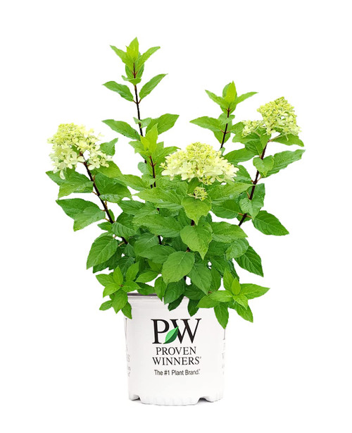 Live plant from Green Promise Farms Hydrangea pan. Quick Fire Fab (Panicle) Shrub, 2 Size Container Proven Winners, White to Pink Flowers Live plant from Green Promise Farms Hydrangea pan. Quick Fire Fab (Panicle) Shrub, 2 Size Container Proven Winners, White to Pink Flowers
