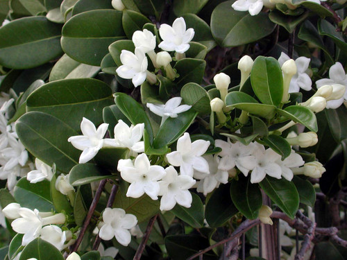 Stephanotis Floribunda Madagascar Jasmine Starter Plants 4-6 in. Tall, Rooted 2.5 in. Pot No Bloom #LL79