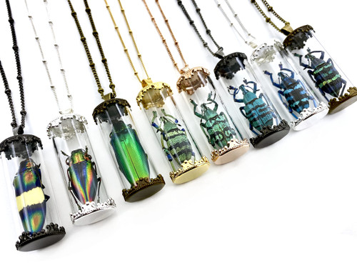 Real bug necklace Real beetle necklace Taxidermy beetle pendant Real insect jewelry Glass terrarium necklace