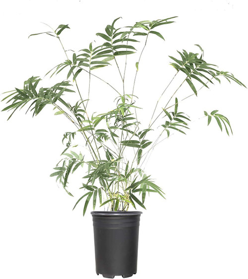 Fern Leaf Bamboo - 1 Live Plant - Bambusa Multiplex - 6 Inch Pot - Non-invasive Clumping Privacy Hedge