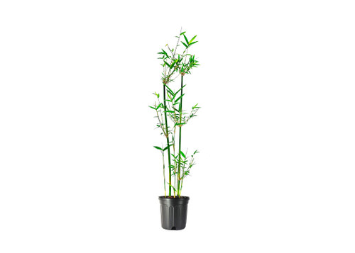 Green Hedge Clumping Bamboo Plant/Bambusa multiplex - Non-Invasive Form