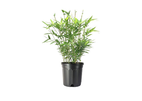 Golden Goddess Hedge Bamboo Plant - 1 Live Plant - Bambusa Multiplex - 6 Inch Pot - Non-invasive Clumping