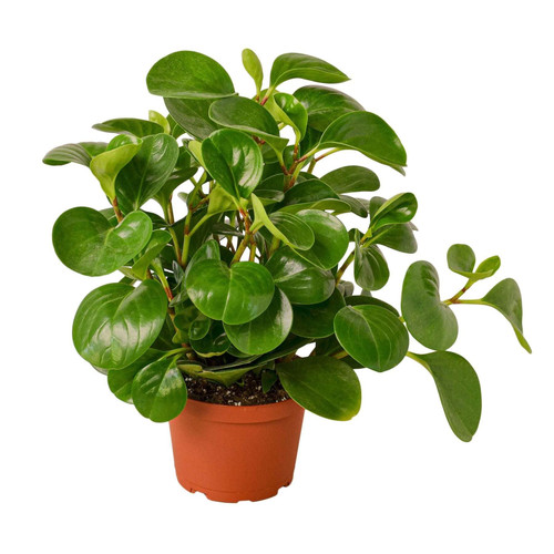 Peperomia Thailand Live Plant for Indoor | Different Houseplants in 4'' & 6'' Pot | Real House Plant Decor for Living Room, Office, Desk & Bathroom | Radiator Plant Peperomia Thailand Live Plant for Indoor | Different Houseplants in 4'' & 6'' Pot | Real House Plant Decor for Living Room, Office, Desk & Bathroom | Radiator Plant
