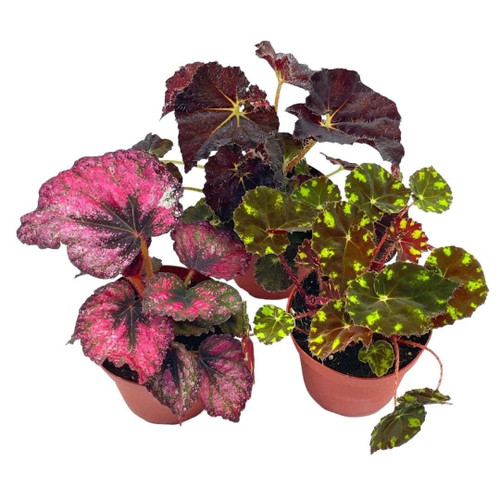BubbleBlooms Harmony's Begonia Rex Assortment, Warm Colorful Summer, 4 inch, Set of 3, Painted-Leaf Begonia, Unique Homegrown Exclusive, Variegated BubbleBlooms Harmony's Begonia Rex Assortment, Warm Colorful Summer, 4 inch, Set of 3, Painted-Leaf Begonia, Unique Homegrown Exclusive, Variegated