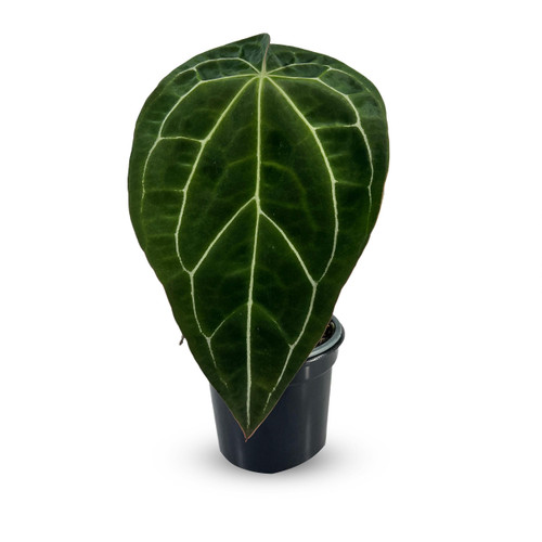 Anthurium Crystallinum by LEAL PLANTS ECUADOR Live Plants| Green Live House Plant for Indoors|Rare and Exotic Indoor Plants for Living Room|Anthuriums Live Plants |Crystallinum House Plant Anthurium Crystallinum by LEAL PLANTS ECUADOR Live Plants| Green Live House Plant for Indoors|Rare and Exotic Indoor Plants for Living Room|Anthuriums Live Plants |Crystallinum House Plant
