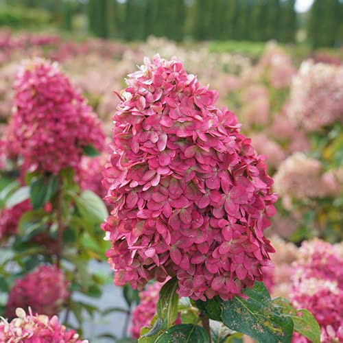Live plant from Green Promise Farms Hydrangea pan. Limelight Prime (Panicle) Shrub, 2 Size Container Proven Winners, White/Lime to Pink Flowers Live plant from Green Promise Farms Hydrangea pan. Limelight Prime (Panicle) Shrub, 2 Size Container Proven Winners, White/Lime to Pink Flowers